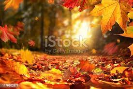 6,412,774 Autumn Stock Photos, Pictures & Royalty-Free Images - iStock