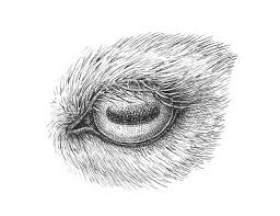 Once you do that, we are sure that you will need no further arguments to win you over and agree that these do look great. How To Draw Animal Eyes With Pen And Ink
