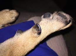 what to do when dewclaw is damaged