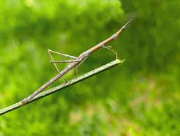 stick insect facts phasmatodea a z