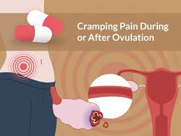 cring pain during or after ovulation