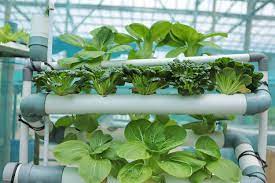 how to start a hydroponic garden steps
