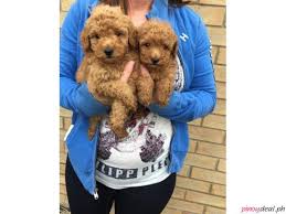 pedigree toy poodle puppies