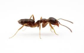Greenville is a city in south carolina and is known for being the cultural and entertainment center for the upstate. Spencer Pest Servicesgreenville Homeowners Guide To Avoiding Odorous House Ants Spencer Pest Services