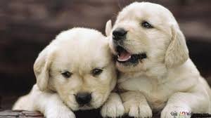 cute doggie dogs puppies hd