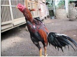 Ganoi juga di percaya merupakan ayam asli vietnam karena tidak ada bukti kredibel dari originasi dari tempat lain. Jenis Ayam Aduan Informasi Sabung Ayam Agen Sabung Ayam Part 2 Bangkok Animals Rooster