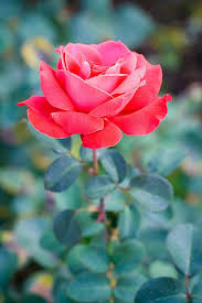 beautiful red rose nature flower