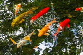 7 Best Pond Fish For Your Garden Pond