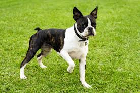 boston terrier rament and