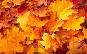 Autumn leaves wallpaper ...