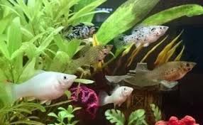 Pregnant Molly Fish Babies How Long Until Birth