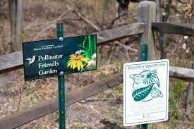 attract pollinators to your garden with