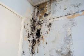 Toxic Mold What You Need To Know