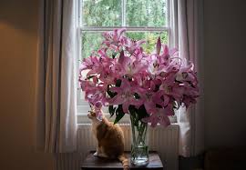 However, you still want to keep your pet away. How To Treat Lily Toxicity In Cats