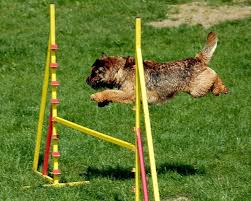 dog agility course in your backyard