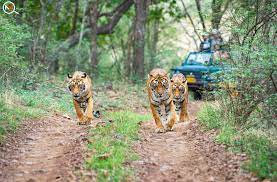 wildlife sanctuary in india to visit