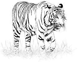 Voir plus d'idées sur le thème dessin tigre, animaux sauvages, animaux. Image Result For Dessin De Tigre Arte De Tigre Desenhos Preto E Branco Preto E Branco