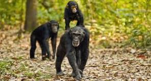 Gombe National Park | Tanzania Wildlife Destinations