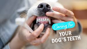 dental problems in dogs