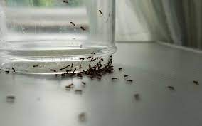 tiny ants in your kitchen around the