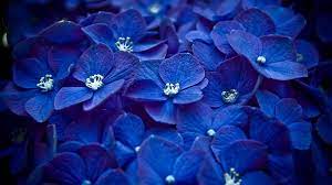 Blue hydrangea Flowers Hydrangea HD ...