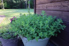 Companion Planting Herbs In Containers