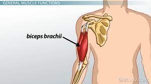 biceps brachii muscle anatomy