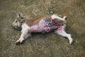 15 types of dog skin diseases with pictures