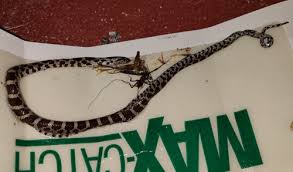 Snake In New Jersey Basement Id