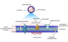 cell membrane diagram easy to