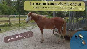 La masturbation chez le cheval - YouTube