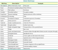 Bone Markings Table Example Related Keywords Suggestions