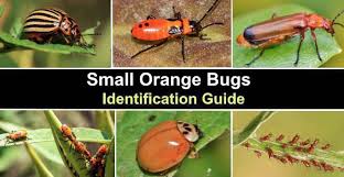 small orange bugs with pictures