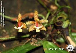 We recommend that you upgrade to a supported browser. Orchid Species Orchids Biological Diversity