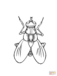 Hi fly guy vocabulary activities teachers classroom. Fly Guy Coloring Pages Coloring Home