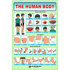 Chart No 28 The Human Body