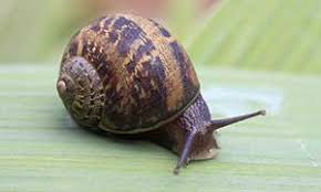 what snails eat
