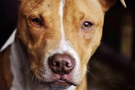 georgia dog laws pit bull restrictions