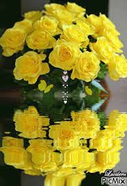 Rosas Amarelas... - PicMix