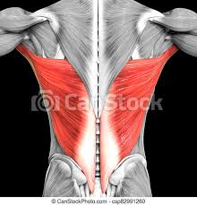 Smooth muscle is under involuntary control and is found in the walls of blood vessels and of structures such as the urinary bladder, the intestines, and the stomach. 3d Illustration Concept Of Human Muscular System Torso Muscles Latissimus Dorsi Muscle Anatomy Canstock