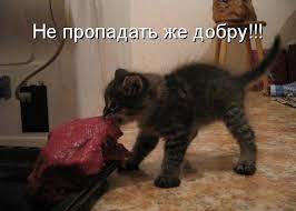 Смешные картинки котят с надписями &amp;mdash; подборка за Сентябрь