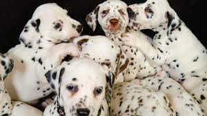 Find many great new & used options and get the best deals for furreal friends dalmatian newborn related items to consider. World Record 19 Dalmatian Pups Born In Australia Kidsnews