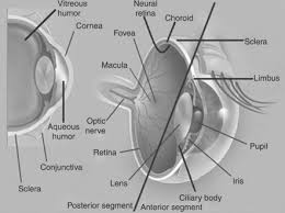eye anatomy physiology and barriers