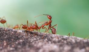 fire ways to get rid of fire ants in