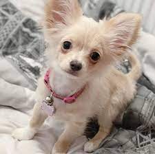 Look at pictures of chihuahua puppies in michigan who need a home. Chihuahua Puppies For Sale Near Me Teacup Chihuahua Puppies For Sale Near Me