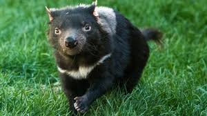 Image result for tasmanian devil
