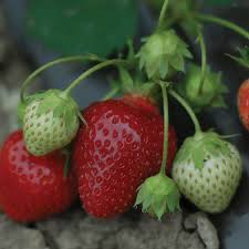 Unlike some of the margaritas you get at restaurants, these aren't overly sweet or filling. Strawberries Bonnie Plants