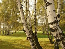 Картинки по запросу картинка береза