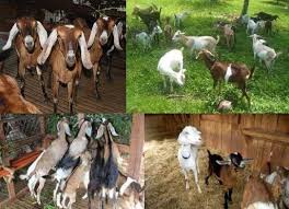 How To Start A Goat Raising Business Goat Raising Guide