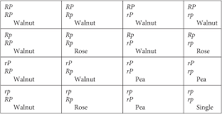 Punnett squares are useful in genetics to diagram possible genotypes of the offspring of two organisms. Chicken Heads And Punnett Squares Reginald Punnett And The Role Of Visualisations In Early Genetics Research At Cambridge 1900 1930 Chapter 13 The Whipple Museum Of The History Of Science